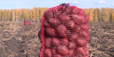 Kada kopati krompir 2021